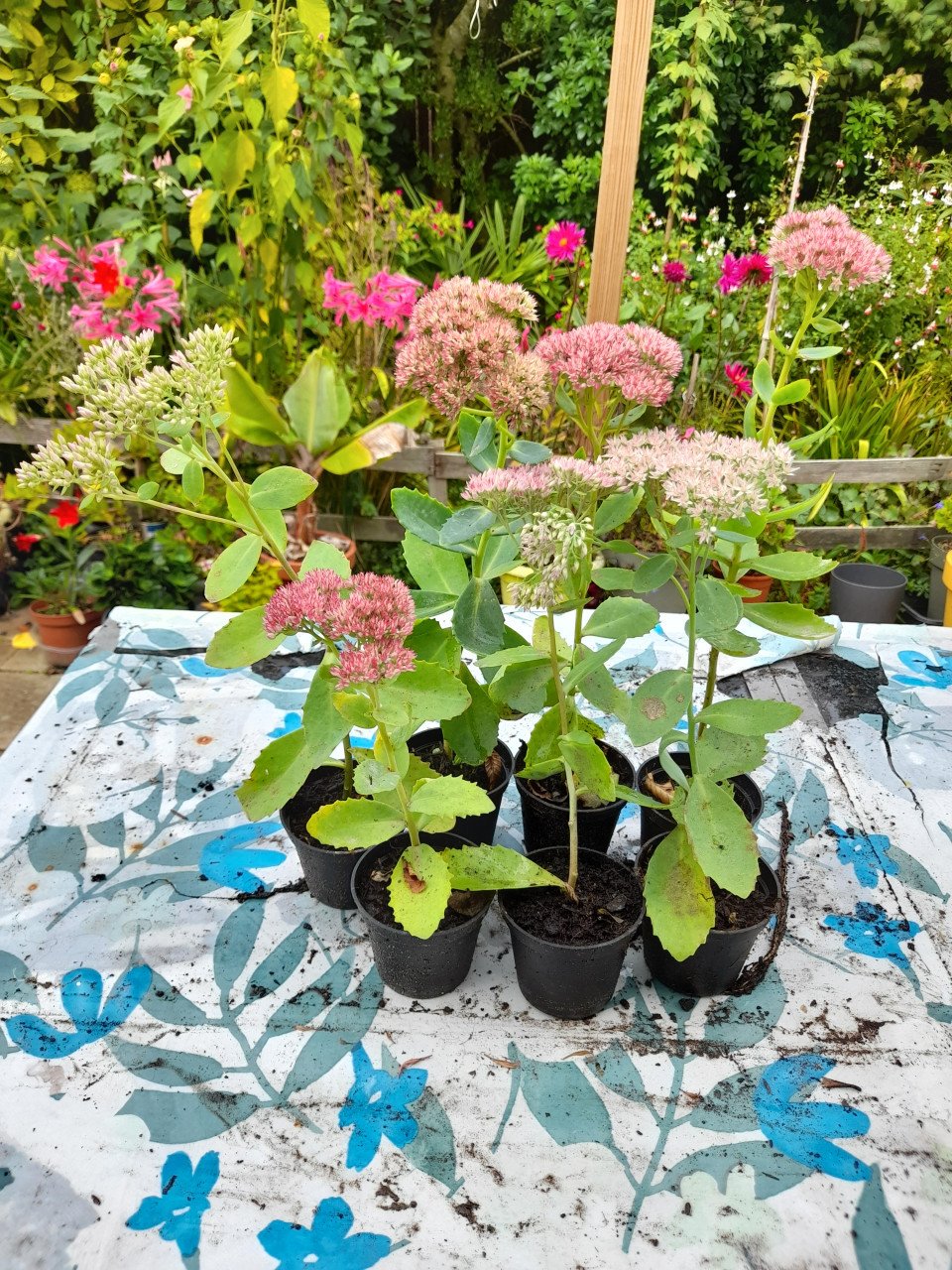 Hemelsleutel(Sedum)