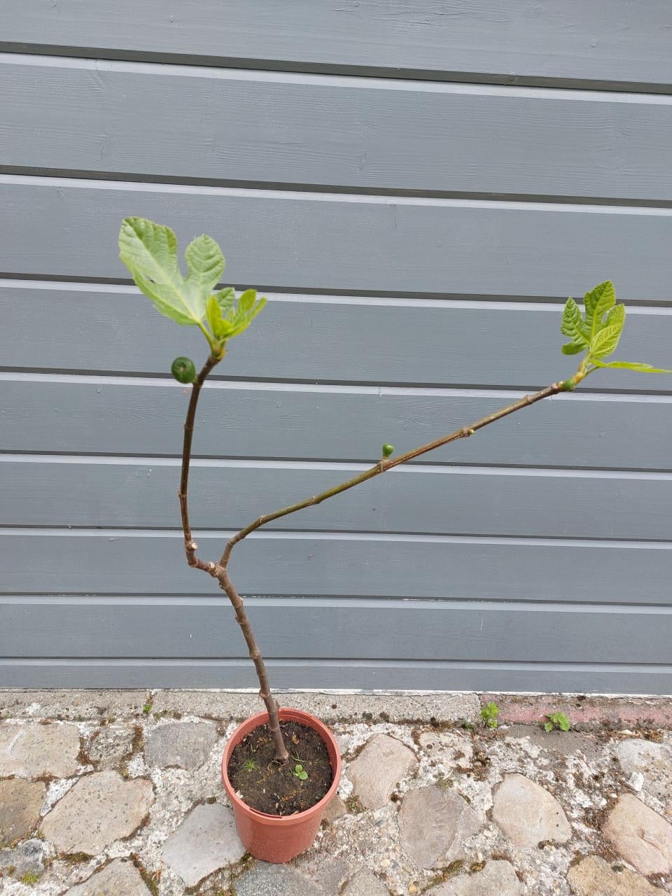 VIJGEN BOOM.