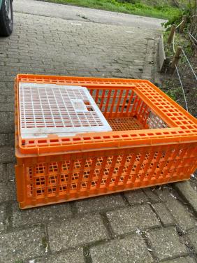 Kippenkrat