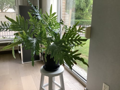 Gratis kamerplant