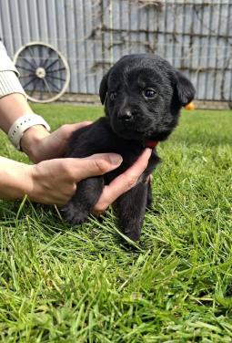 Puppy’s gekruisd met Labrador