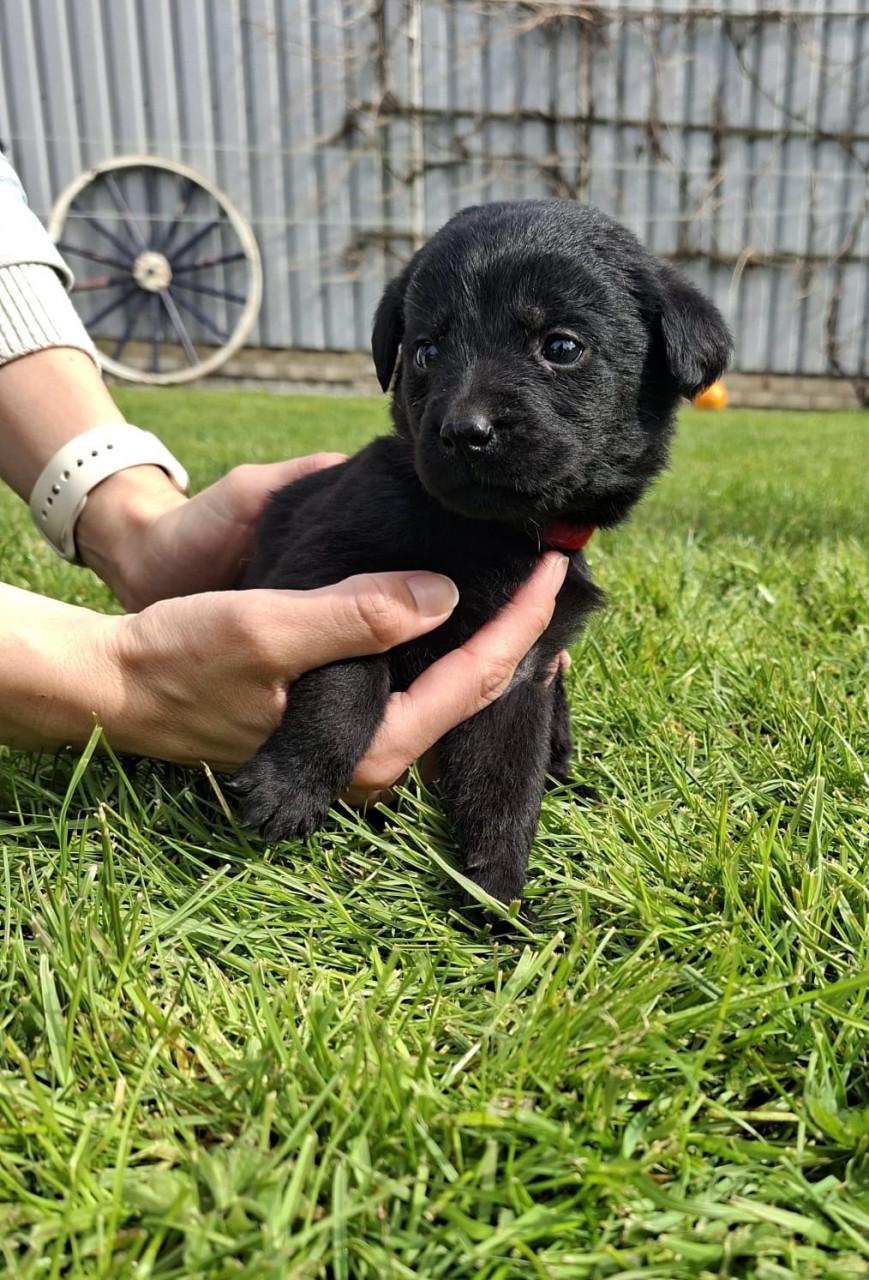 Puppy’s gekruisd met Labrador