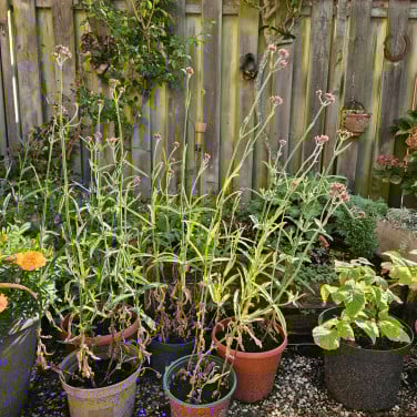 Verbena