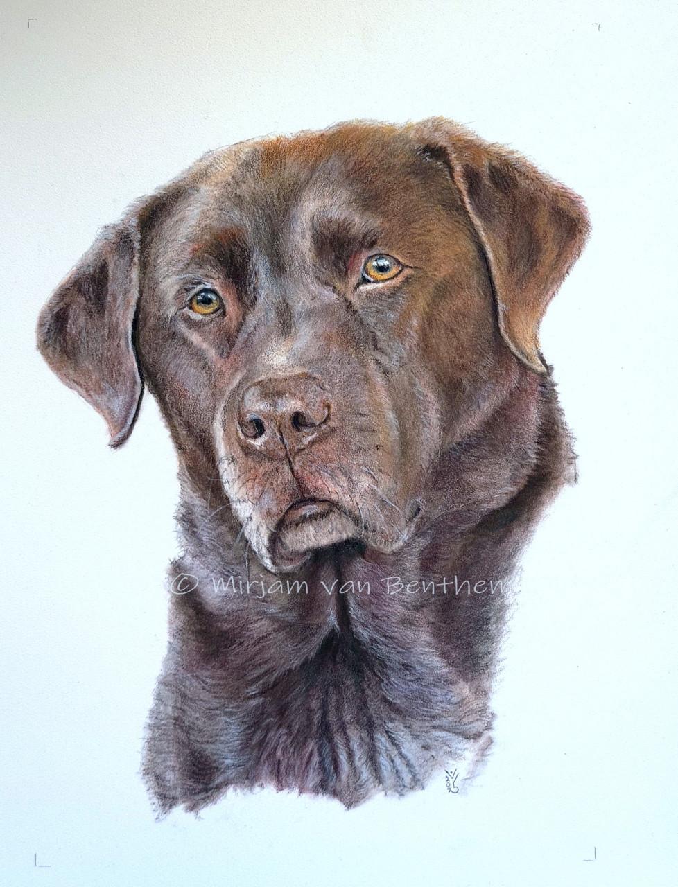 Dierportret in opdracht