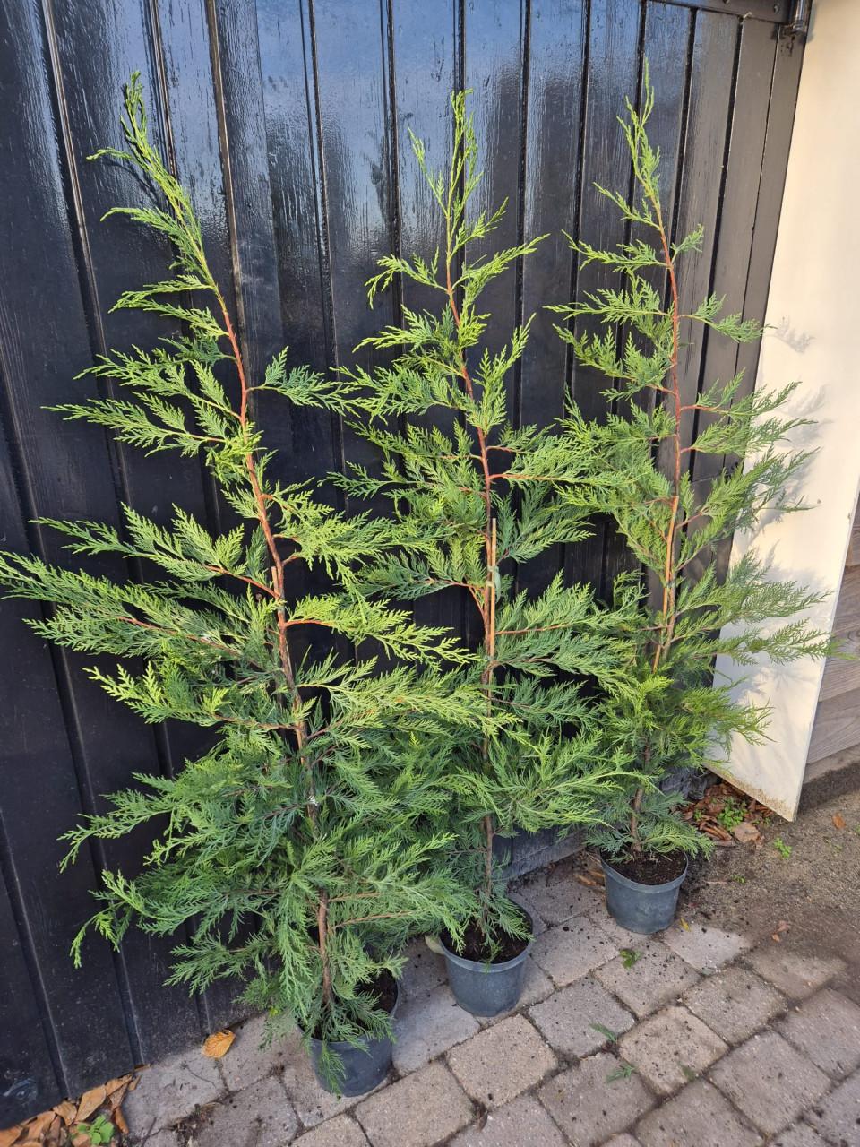 Leylandii coniferen 125-150 cm potgekweekt