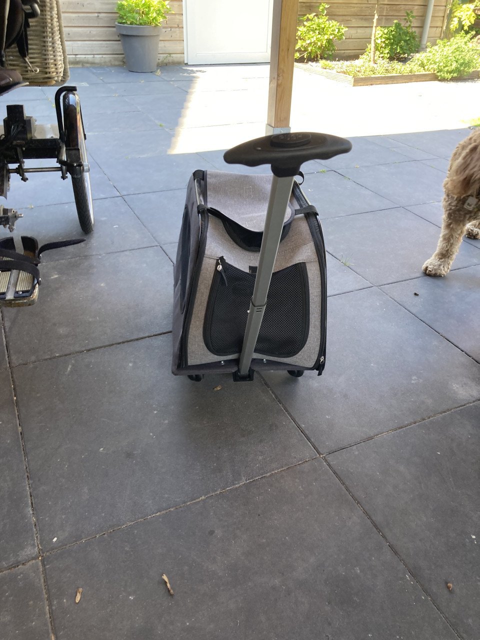 Hond en kat