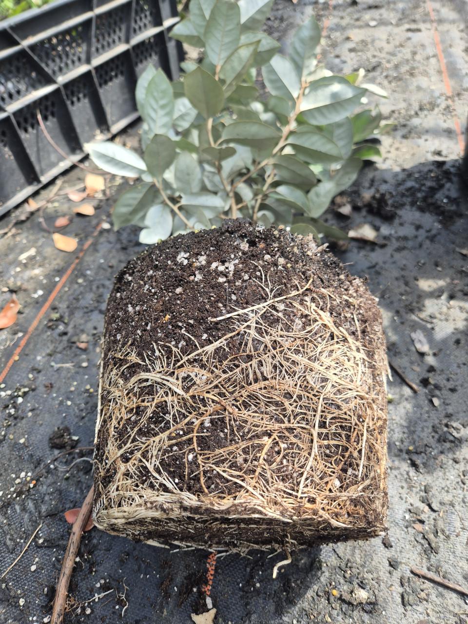 Olijfwilg potgekweekte haagplanten 60-70 cm hoog!