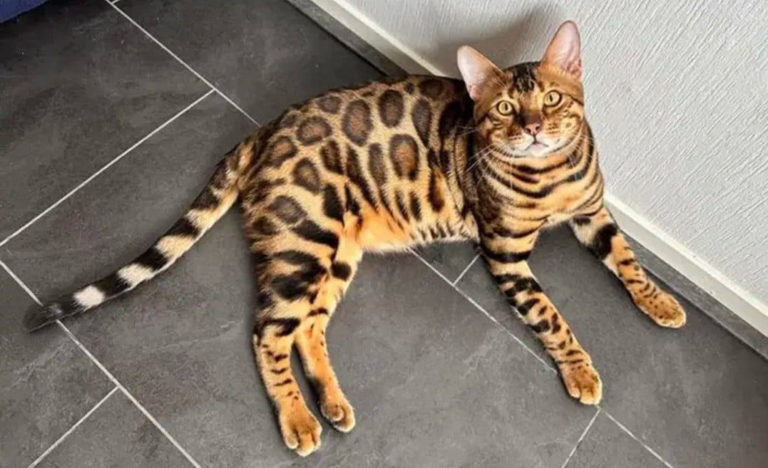 Bengaalse kittens te koop met stamboom