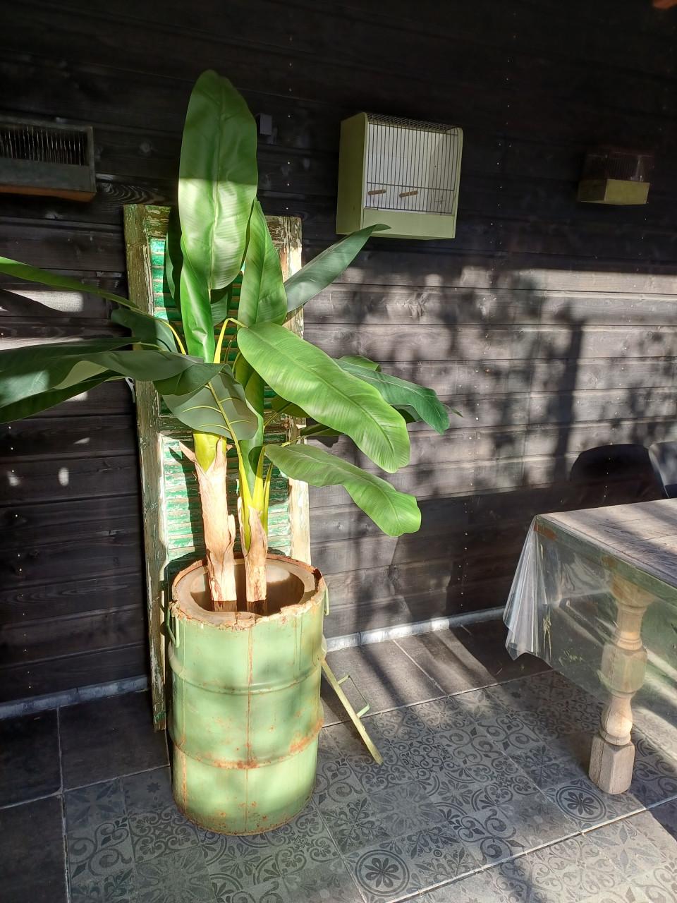Grote kunst bananenplant