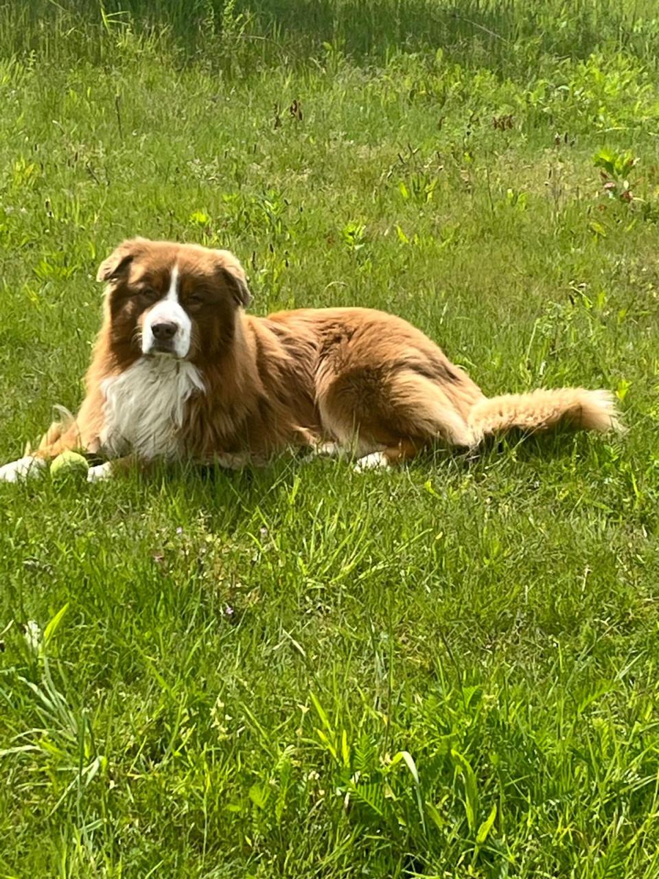 Prachtig red Merle Australian shepherd teefje met stamboom!