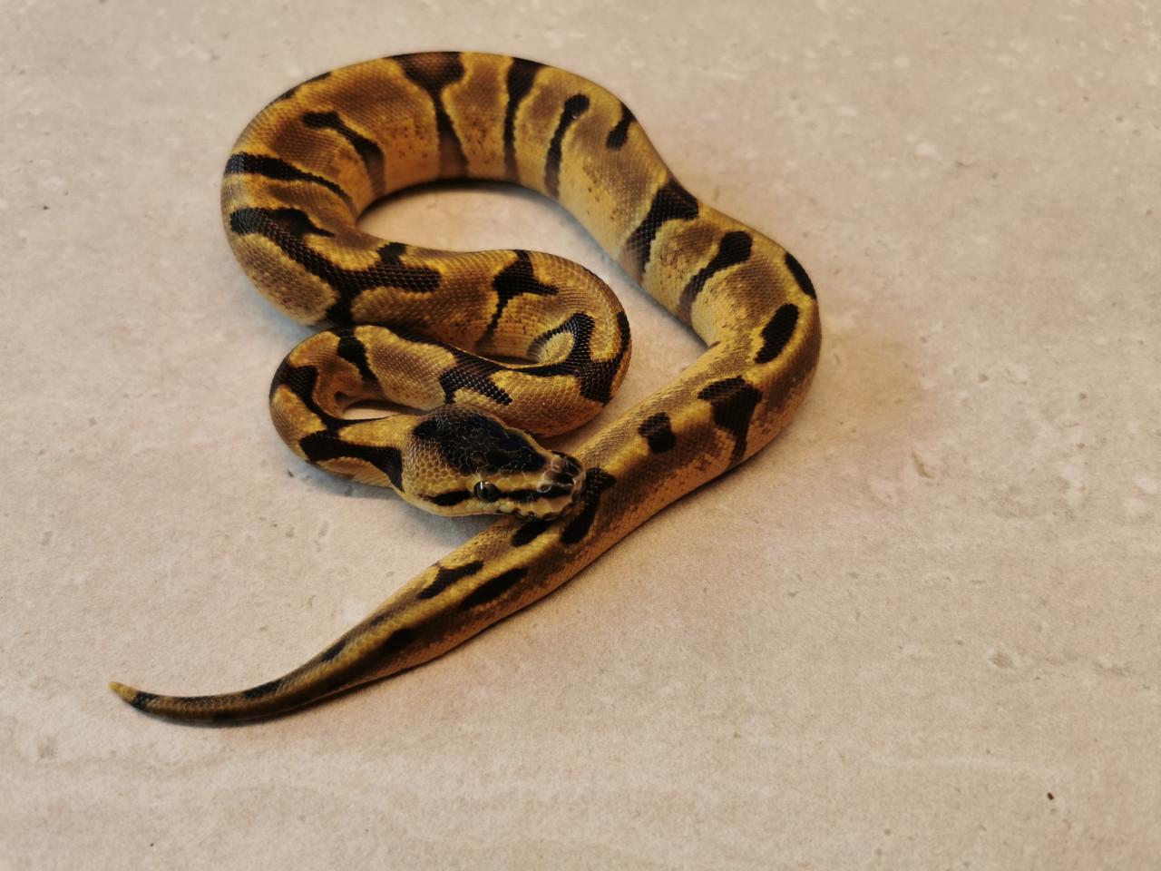 Koningspython 1.0 Super Enchi