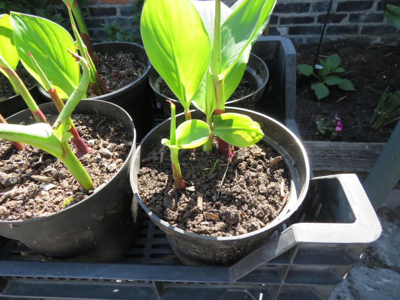 Canna in pot
