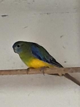 Voliere vogels en kwartels