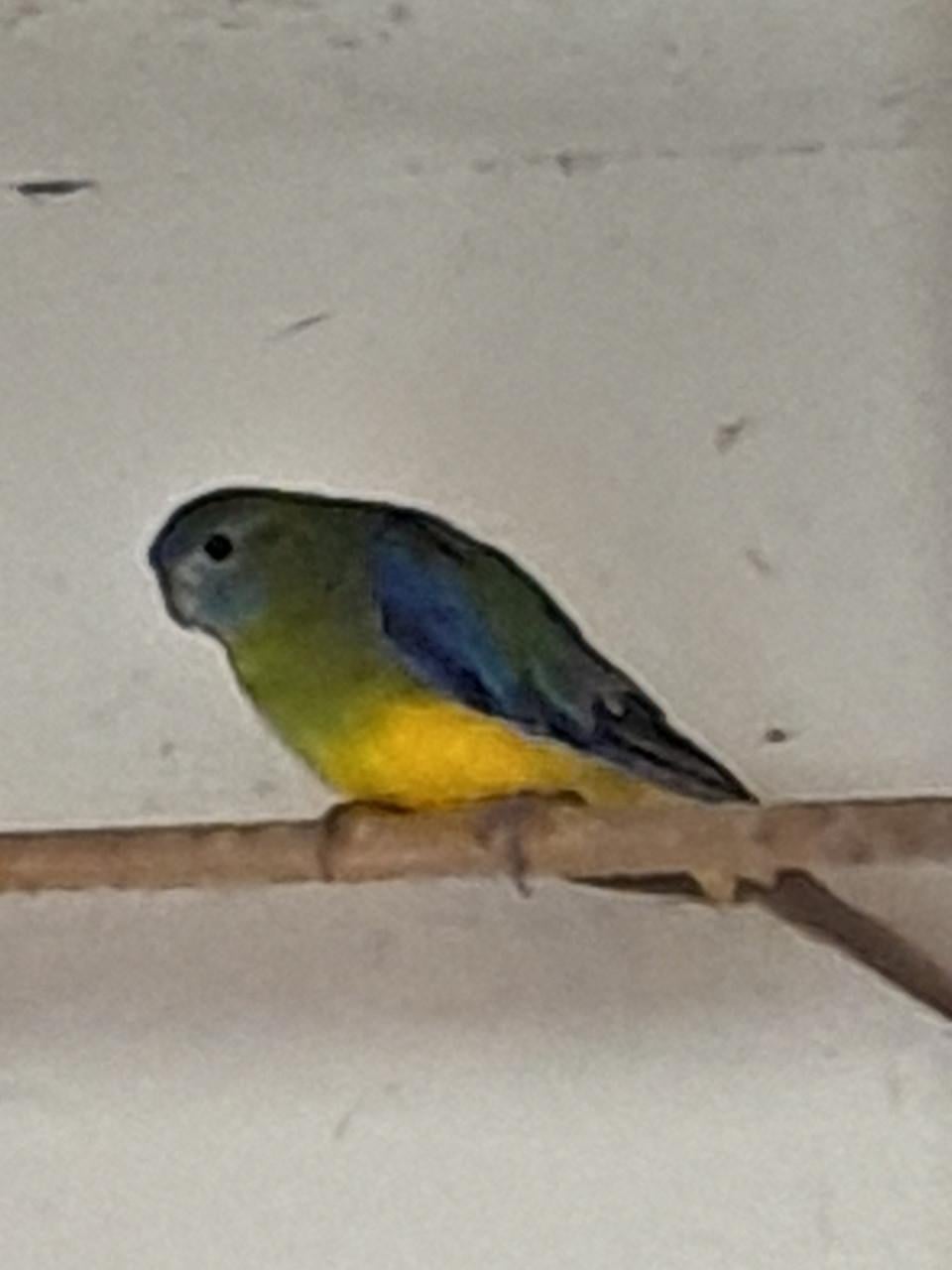 Voliere vogels en kwartels