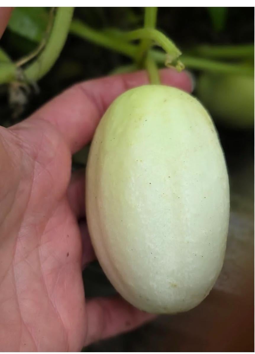 Dragons egg