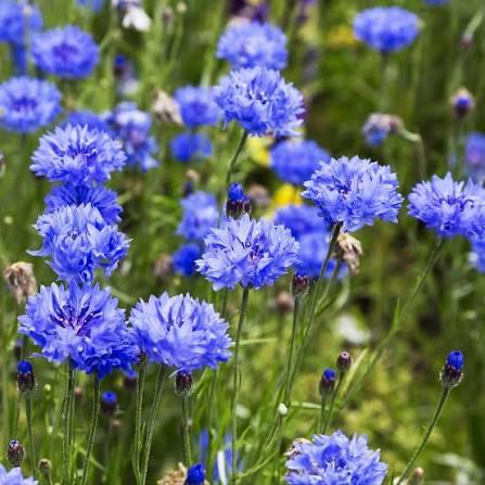 🌱🏵️ Biologische moestuin plantjes, bloemen en kruiden 🏵️🌱