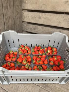 🍓Verse aardbeien te koop in Yerseke!🍓