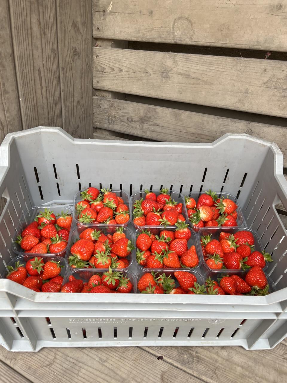 🍓Verse aardbeien te koop in Yerseke!🍓