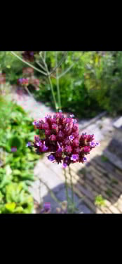 Verbena