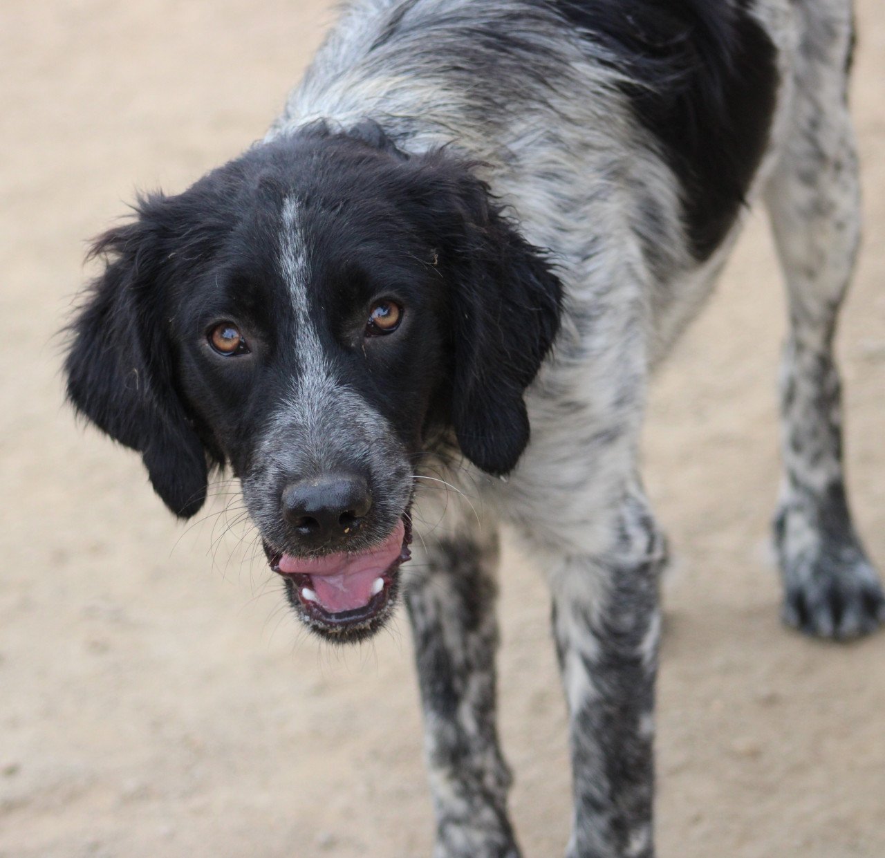 Alora Dog Rescue: Mona, dit lieve meisje zoekt een baasje
