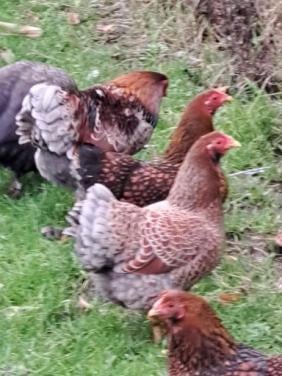 Wyandotte kippen