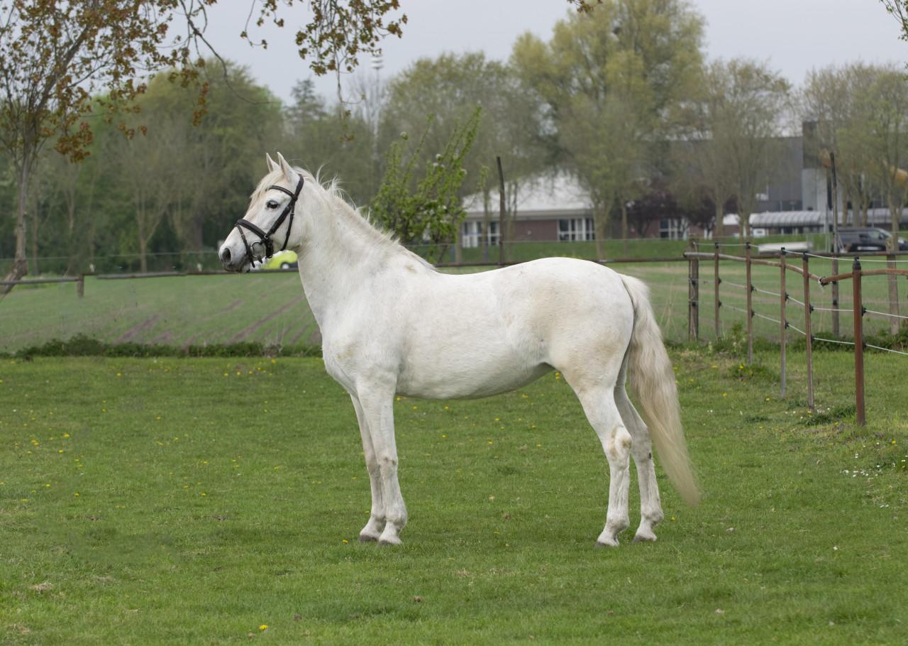 Lieve 12 jarige epony