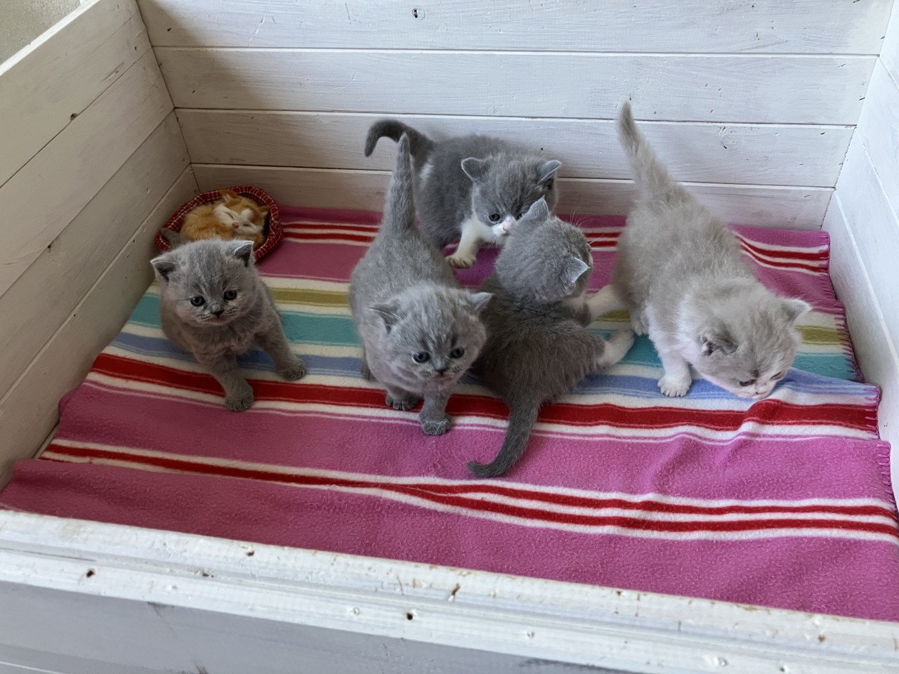 Brits Korthaar kittens