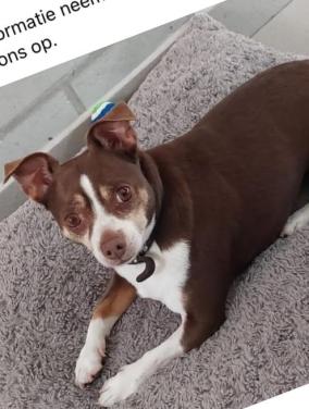 Tijdelijk verblijf voor man met kleine hond, i.v.m. vuurwerk