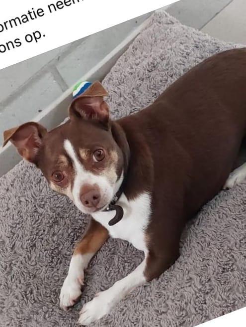 Tijdelijk verblijf voor man met kleine hond, i.v.m. vuurwerk