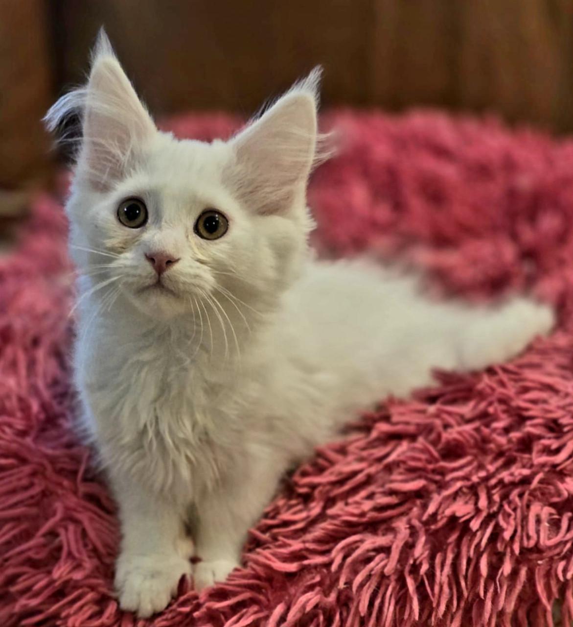 Maine Coon kitten, spierwit