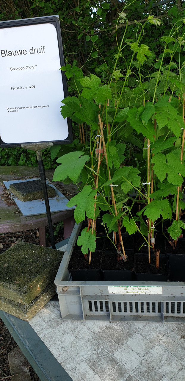 Druivenplanten