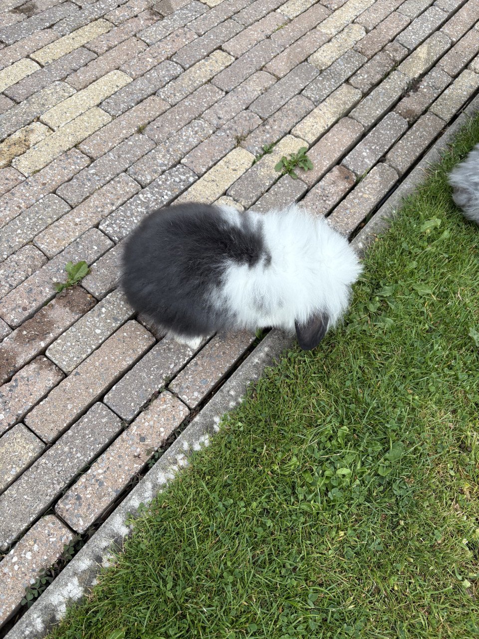 2 lieve jonge konijntjes
