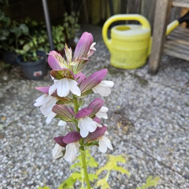 ? vaste plant
