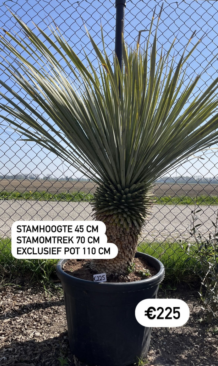 Yucca Rostrata