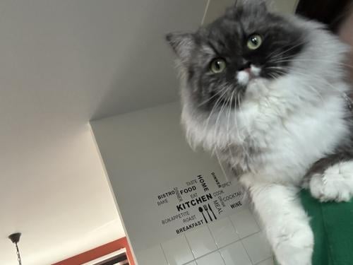 Prachtige Ragdoll kater met lief karakter net 1 jaar