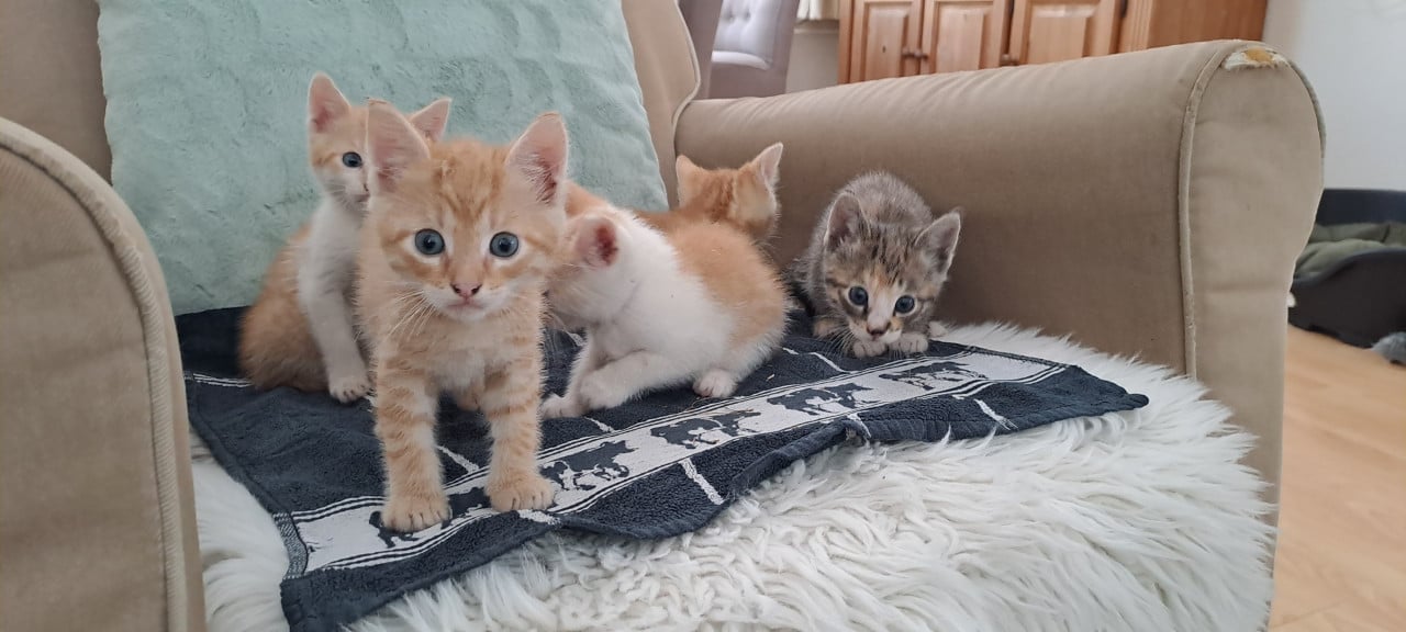 5 prachtige kittens nog 1 beschikbaar.