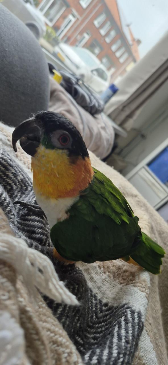 Zwartkop caique man 2021 met gendika en vaste voetring