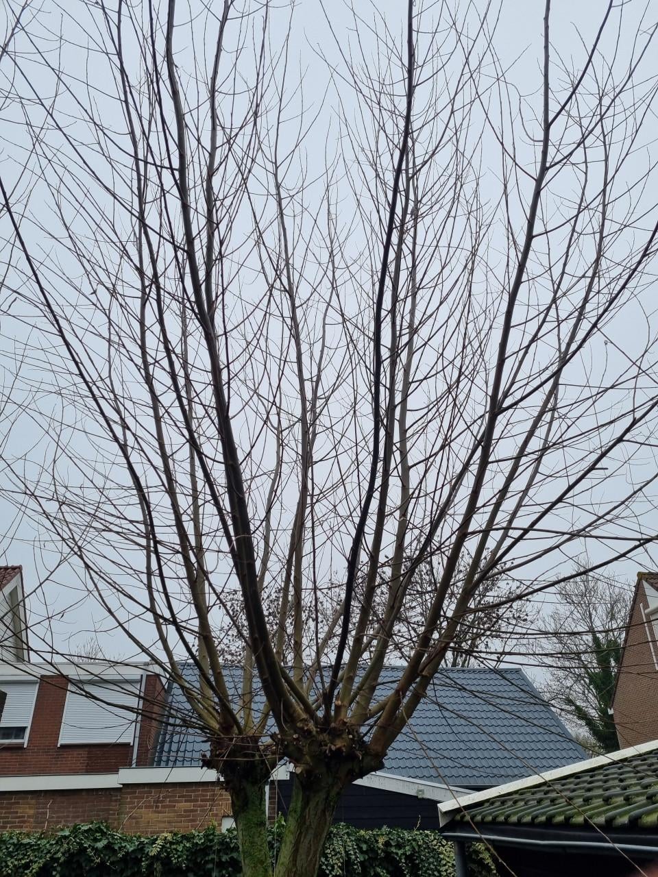 Wilgentakken gratis af te halen