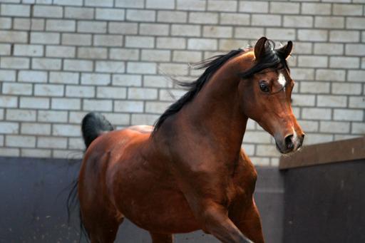 Arabisch volbloed ruin te koop
