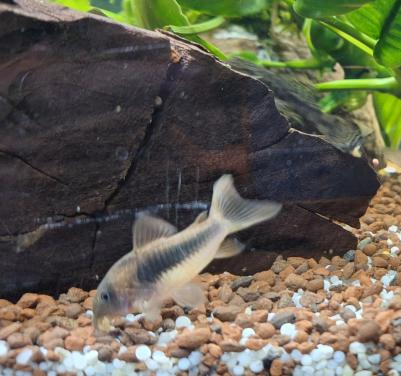 Corydoras 6 stuks