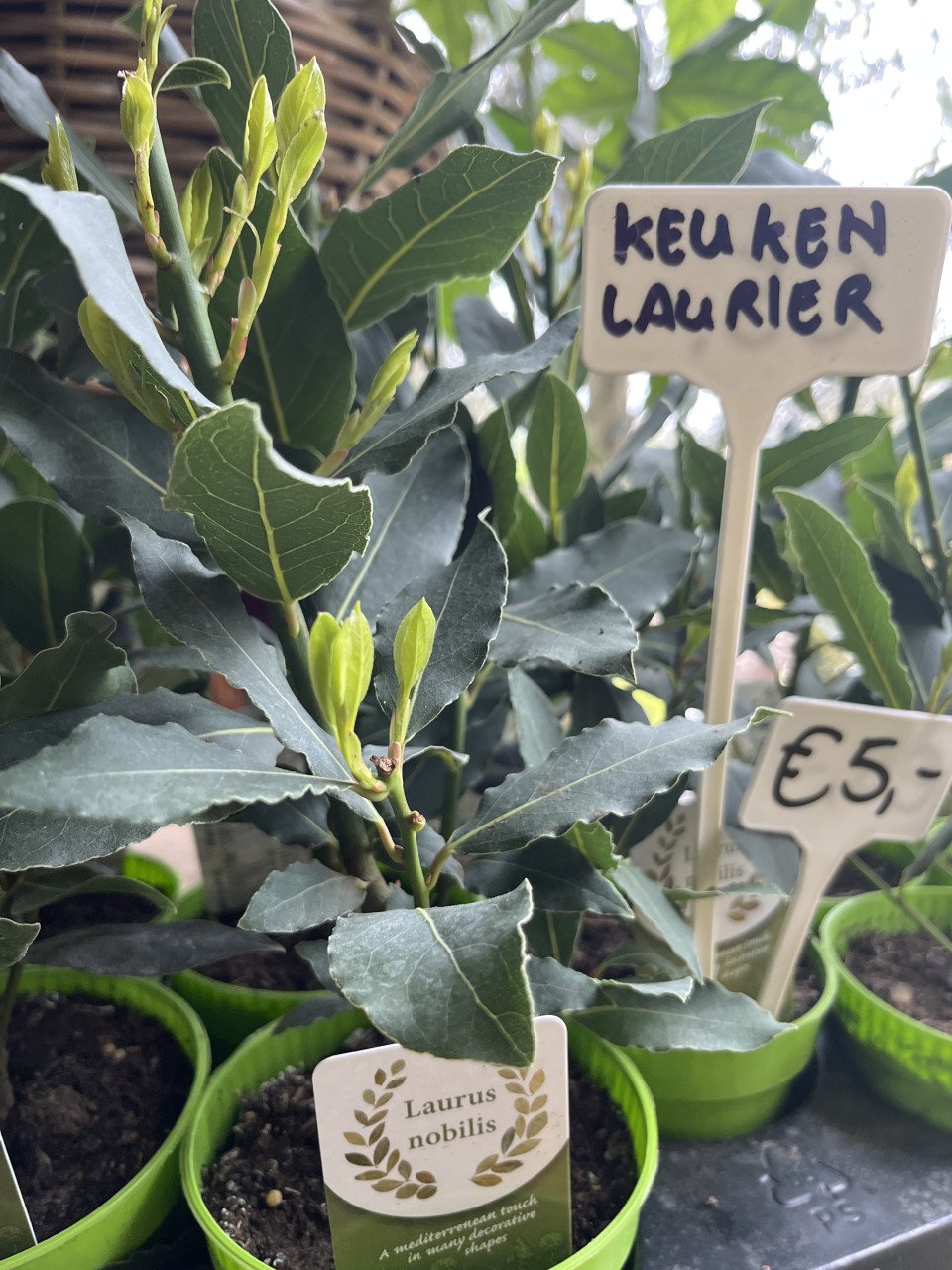 Keukenlaurier 30 cm