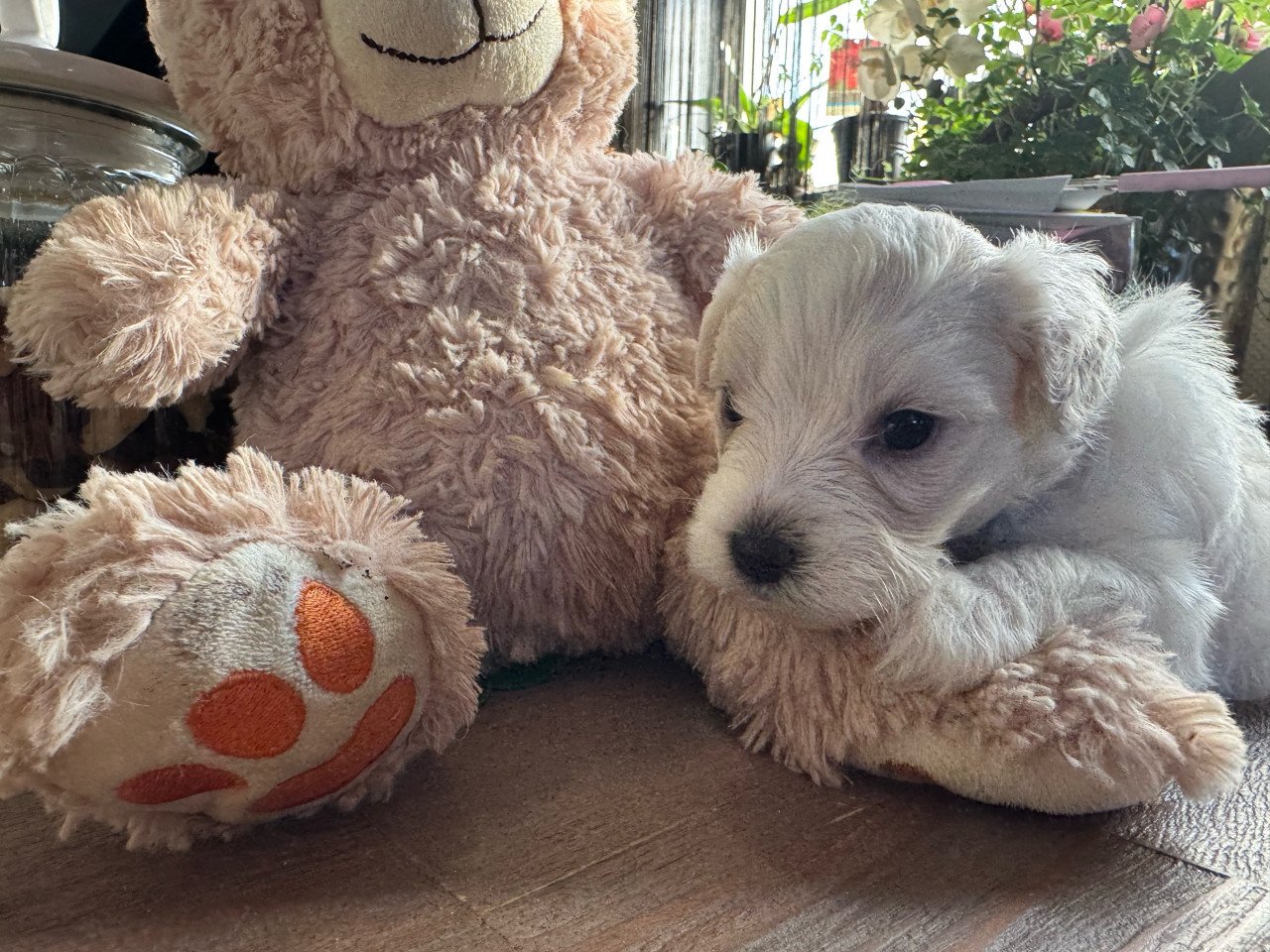 Maltezer puppys