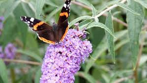Te koop; vlinderstruik plant bloem tuin