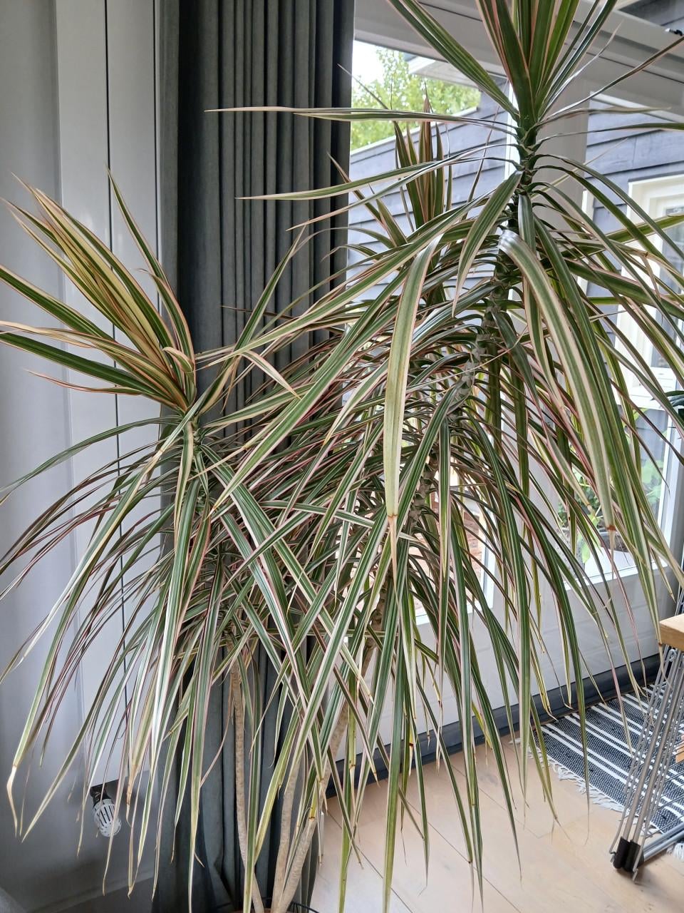 Grote kamerplant Drakenbloedboom - 185 cm