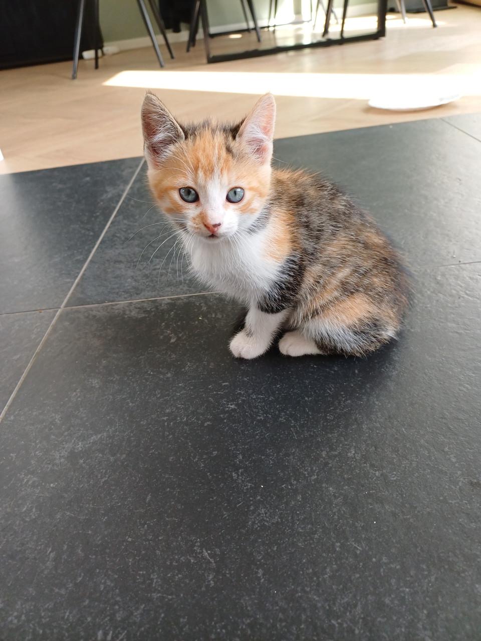 Kittens