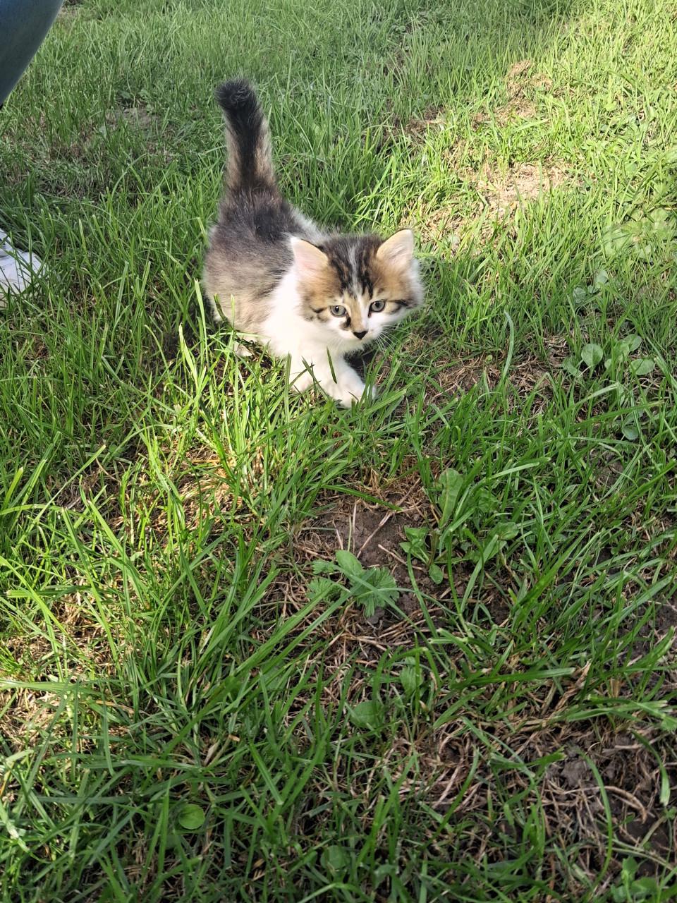 Kittens