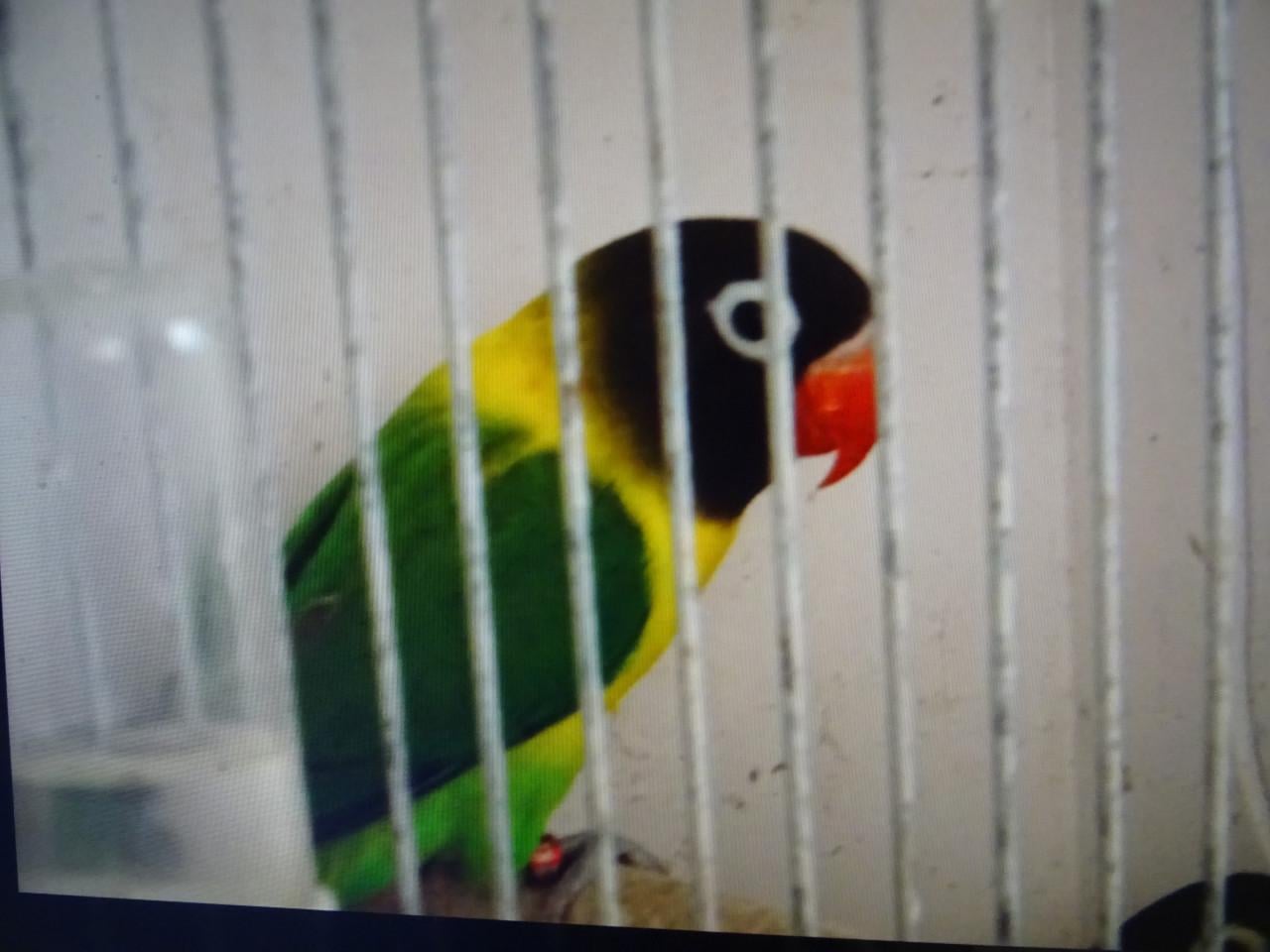 Te koop Zwarkopmaskeragapornis Personata man broedrijp