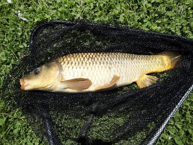 Koop je visvergunning voor het jaar 2026 bij Jos en Jolanda en Saskia 17,50