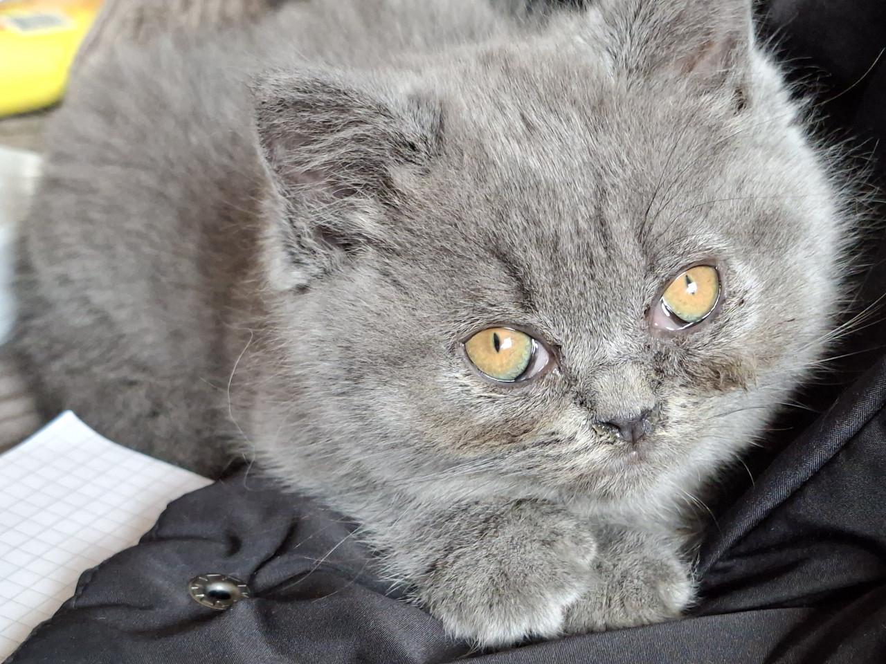 Lieve britse korthaar kittens zoeken een goed huisje