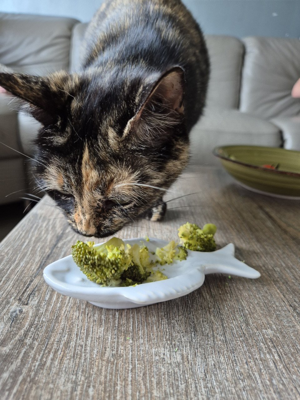 Verwacht, 1 mei, kittens schildpad poes